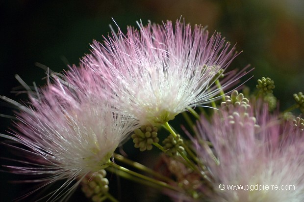 toupet blanc et rose