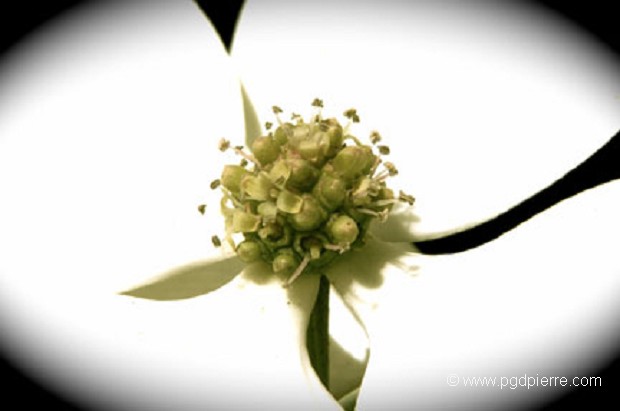 Coeur d'anémone blanche