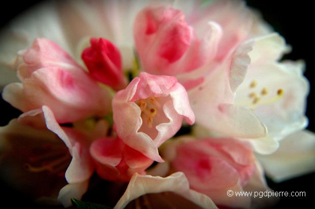 Bouquet de la mariée
