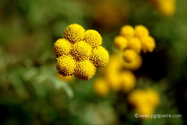 Fleur de tanaisie commune
