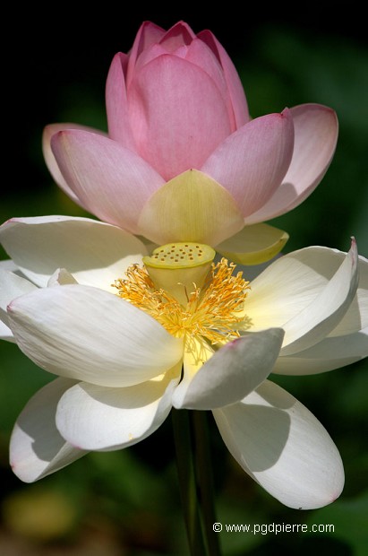 Lotus