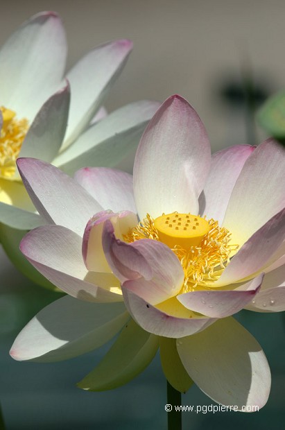 Fleur de lotus
