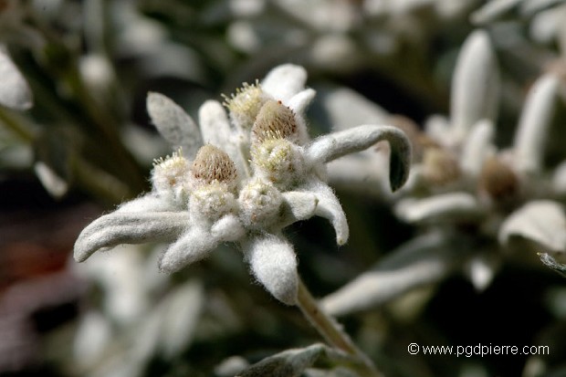 Edelweiss