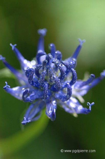 Raiponce hémisphérique sous la rosée