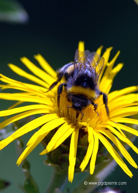 Abeille butinant une linule