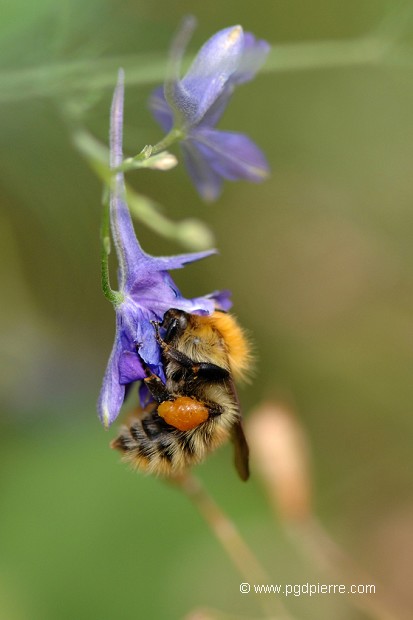 Abeille pendue à une ancolie