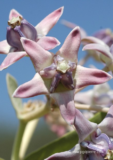 Fleur porcelaine du Gudjerat