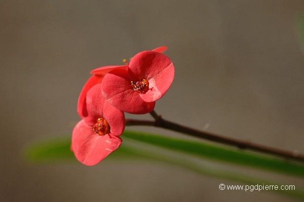 Fleur rouge du Rwanda et sa rosée