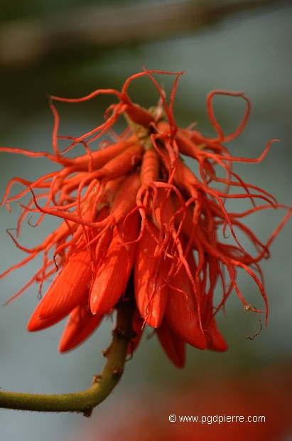 Friuts rouges du Rwanda