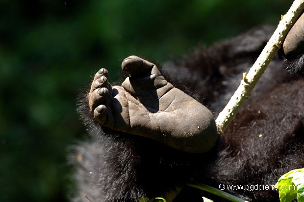 Pied de gorille de montagne adulte. Gorille des Virunga