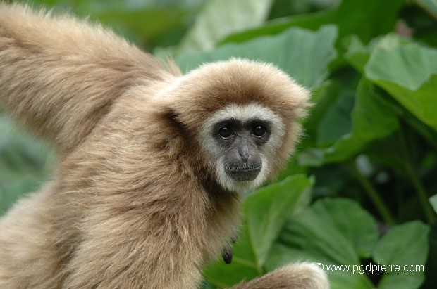 Gibbon femelle surprise à la descente de son arbre