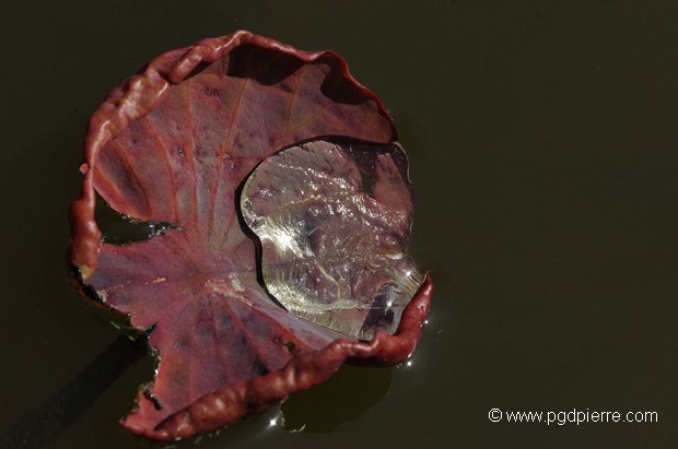 variation sur une feuille de lotus