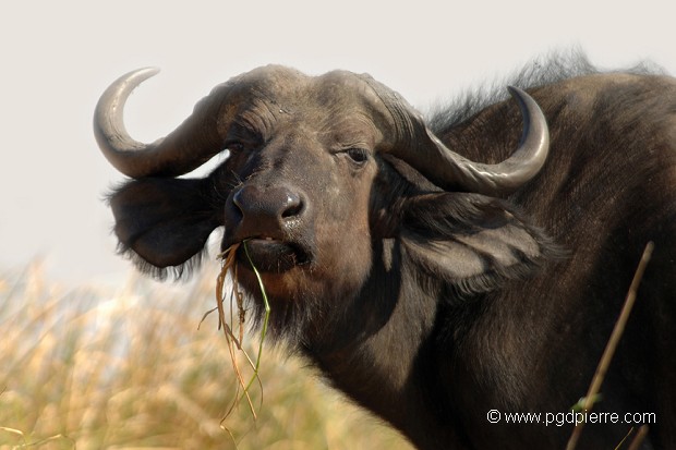 buffle d'Afrique au Botswana