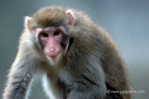 Macaque curieux du photographe ou de l'objectif ?