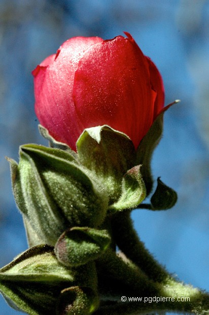 bouton de pivoine