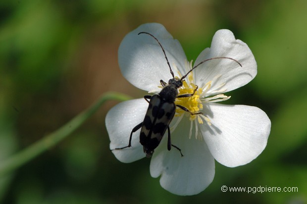 capricorne butinant une anémone des forêts