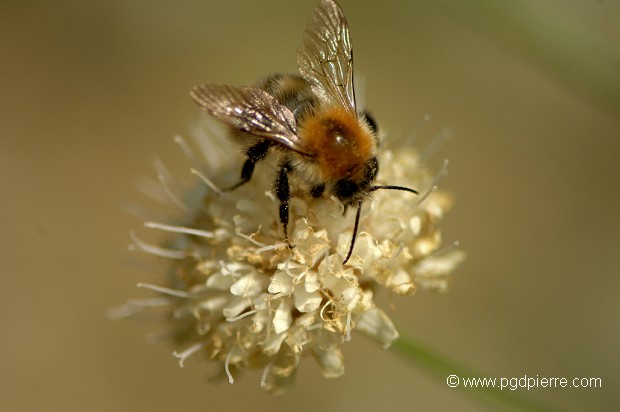 abeille sur un socle d'orpin