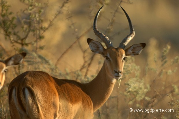 impala mâle au soleil couchant au Botswana
