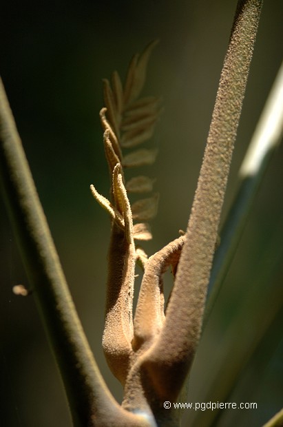 coeur de fougère en forêt tropicale