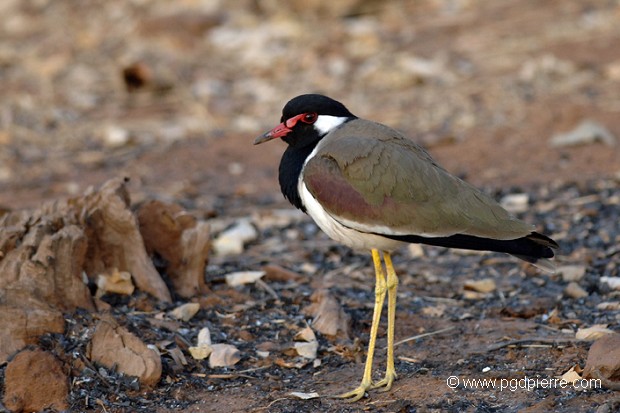 Vanneau au Botswana