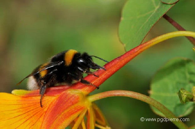 Abeille cavalière !