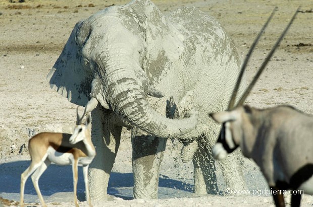 Éléphant du désert et la boue du marigot