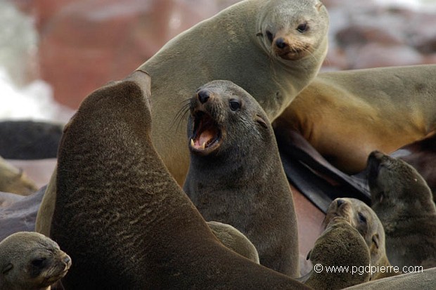 Otaries à fourrure de Namibie