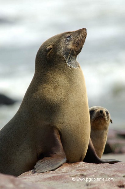 Couple d'otaries à fourrure de Namibie