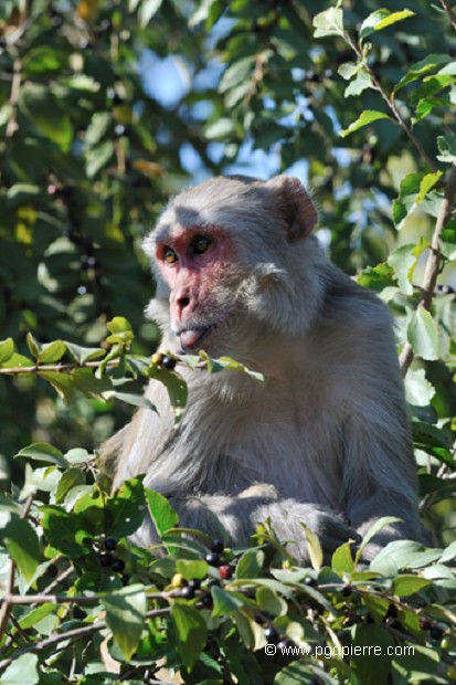 Macaque à la cueilette, à hauteur d'éléphant !