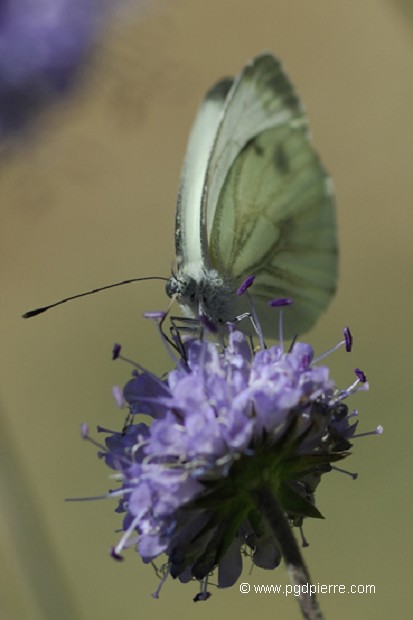 Pieris butinant