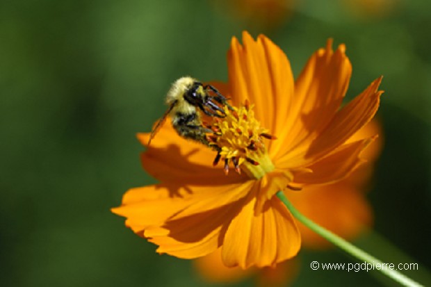 Abeille butinant