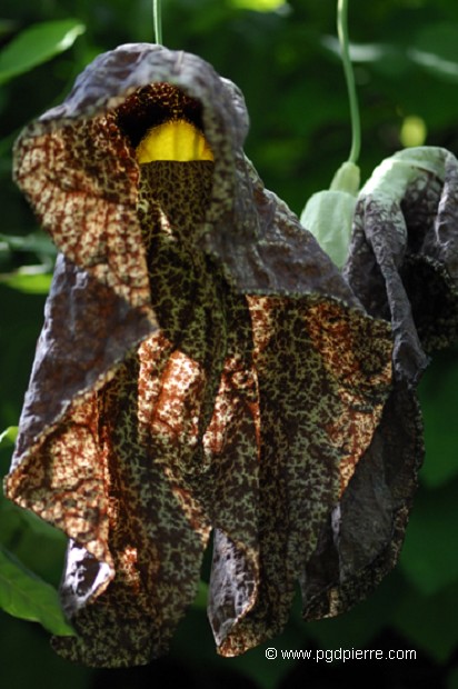 Carnivore habillée