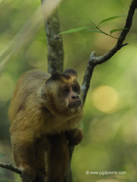 Singe Capucin du Mato Grosso