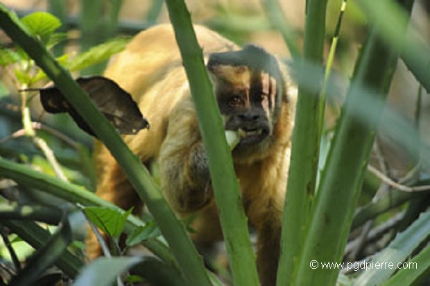 Singe Capucin à la cueillette, Mato Grosso
