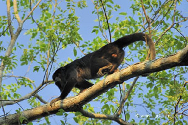 Singe Hurleur en déplacement, Mato Grosso