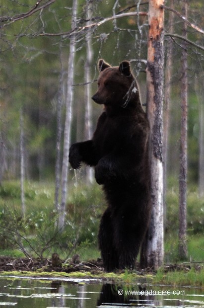 Baloo se gratte au printemps, nord de la Finlande