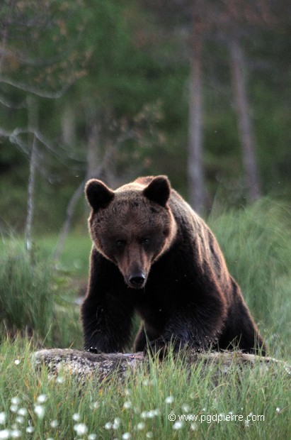 Rencontre d'un ours brun au printemps en Finlande