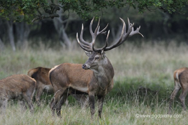 cerf rouge surveillant sa harde